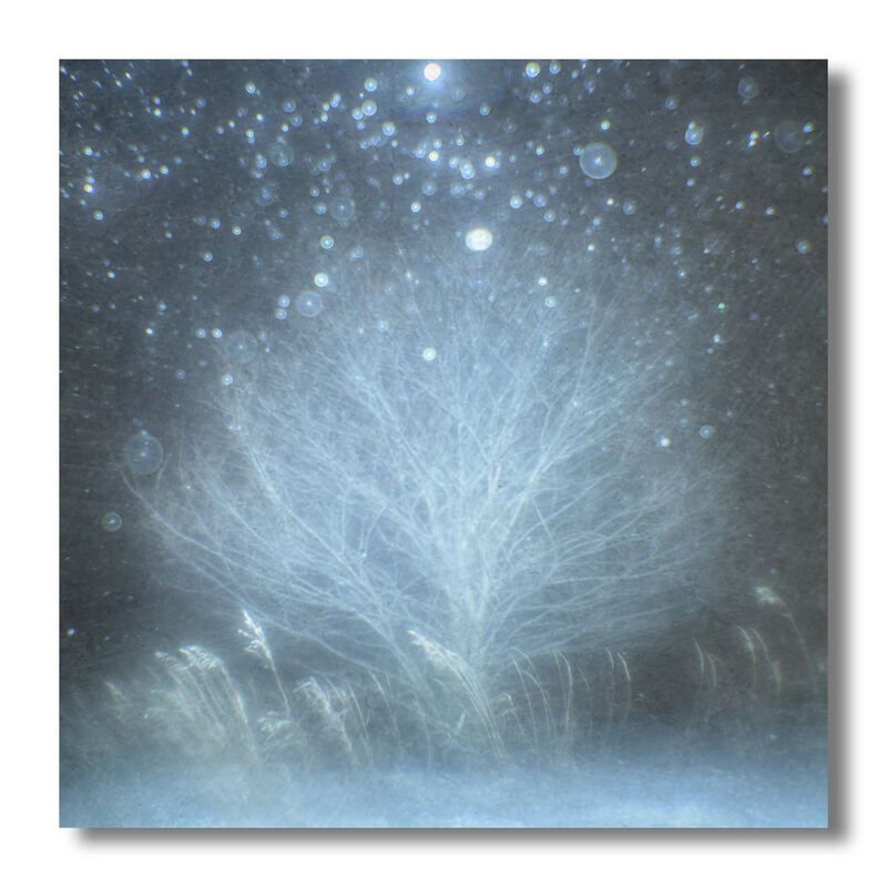 пикториализм, монокль, арт фотография, художественная фотография, пикториальный пейзаж, пикториальная фотография, русский пикториализм, современный пикториализм Зимний букет, январь 2026. фото превью