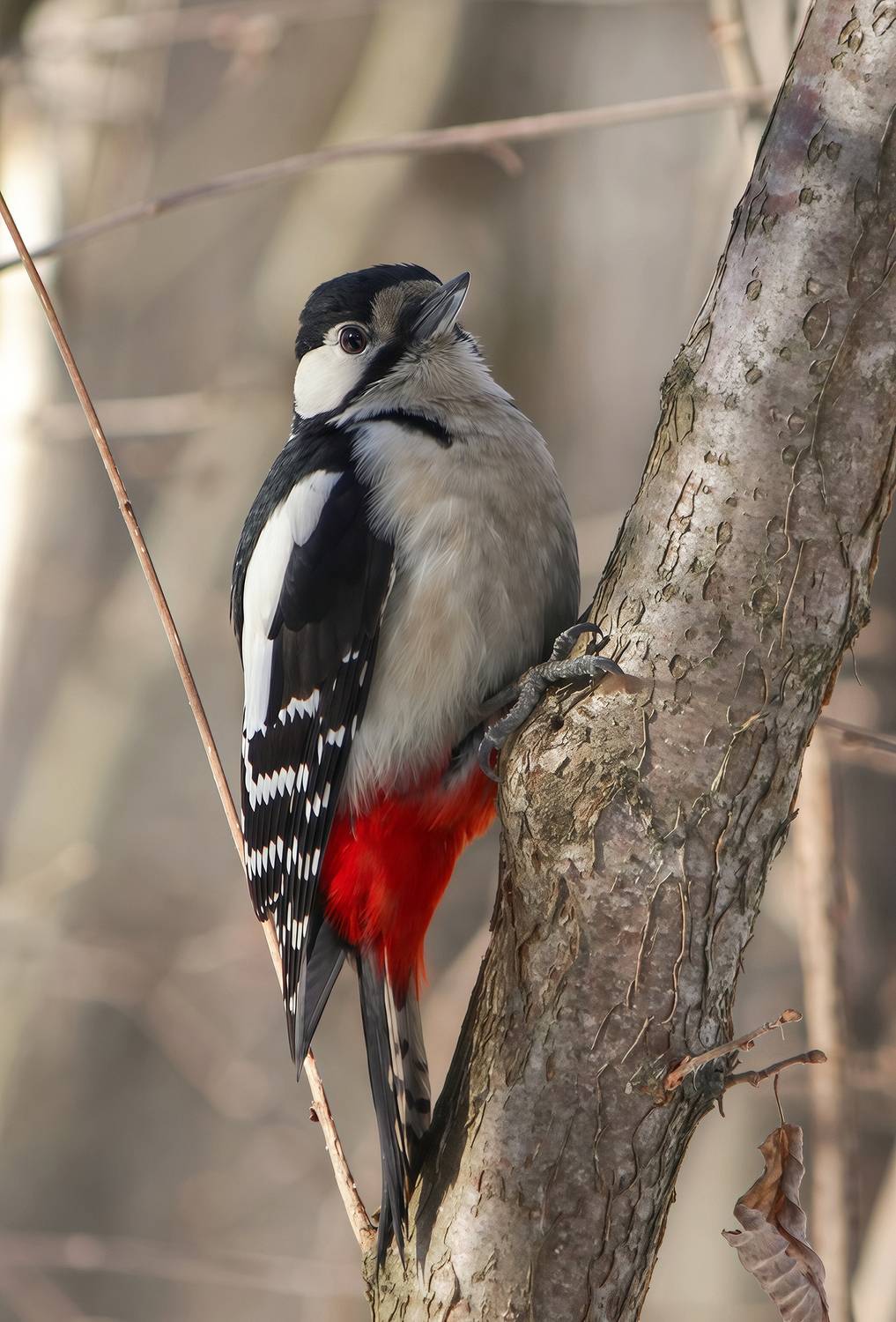 дятел, большой пёстрый дятел, пёстрый дятел, dendrocopos major, КарОл