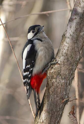 Большой пёстрый дятел