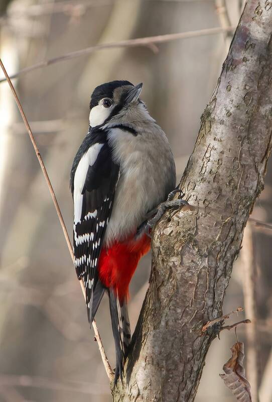 дятел, большой пёстрый дятел, пёстрый дятел, dendrocopos major Большой пёстрый дятел фото превью