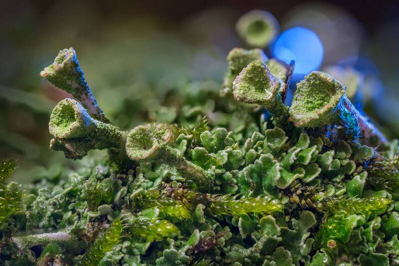 Лишайник Кладония бахромчатая фото превью