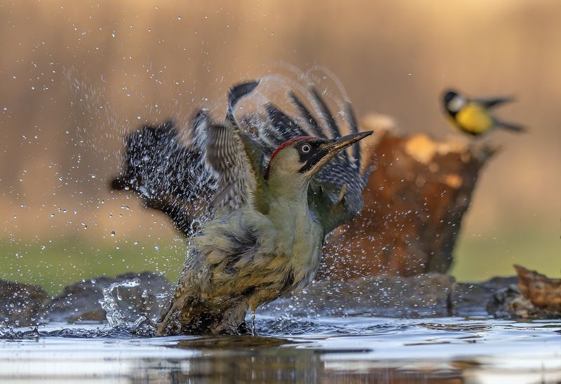 фото превью