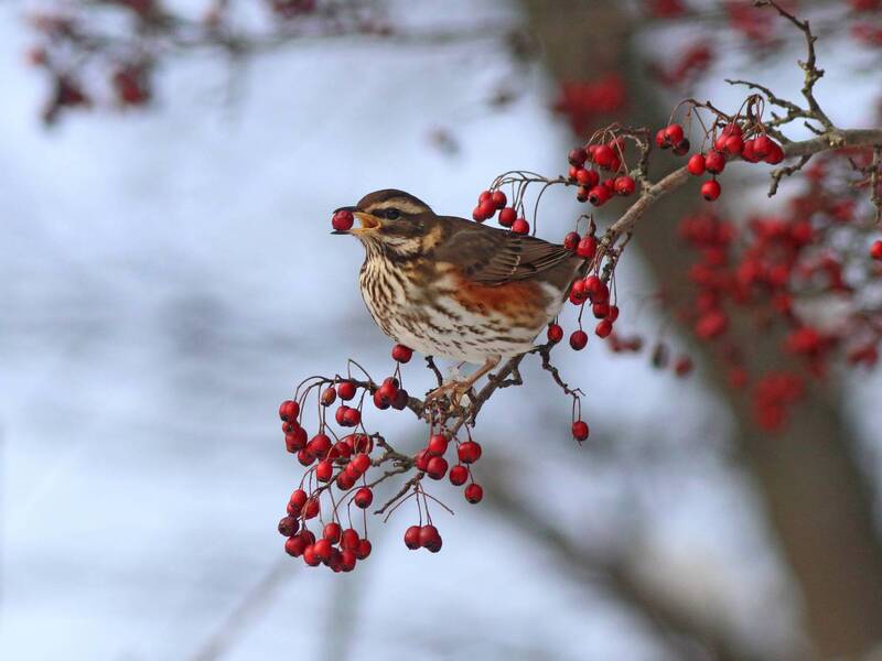 дрозд-белобровик, белобровик, дрозд, turdus iliacus, redwing, парк имени макса ашманна Лакомка фото превью