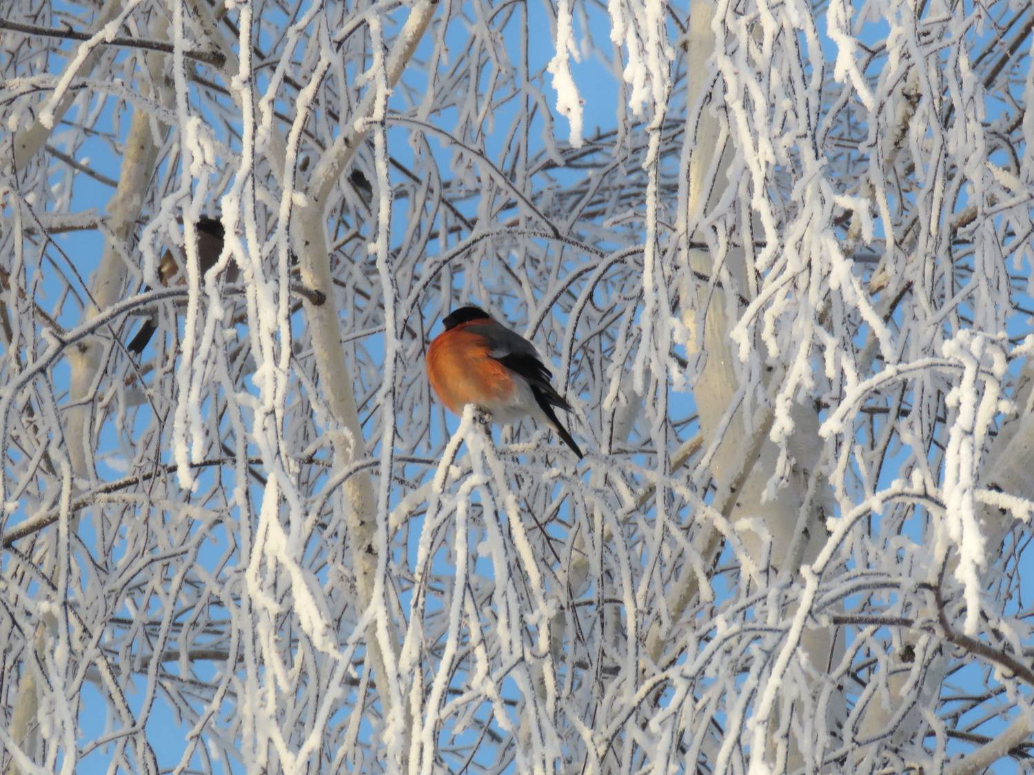 лебединый, заповедник, на, алтае, Добролюбова Тамара