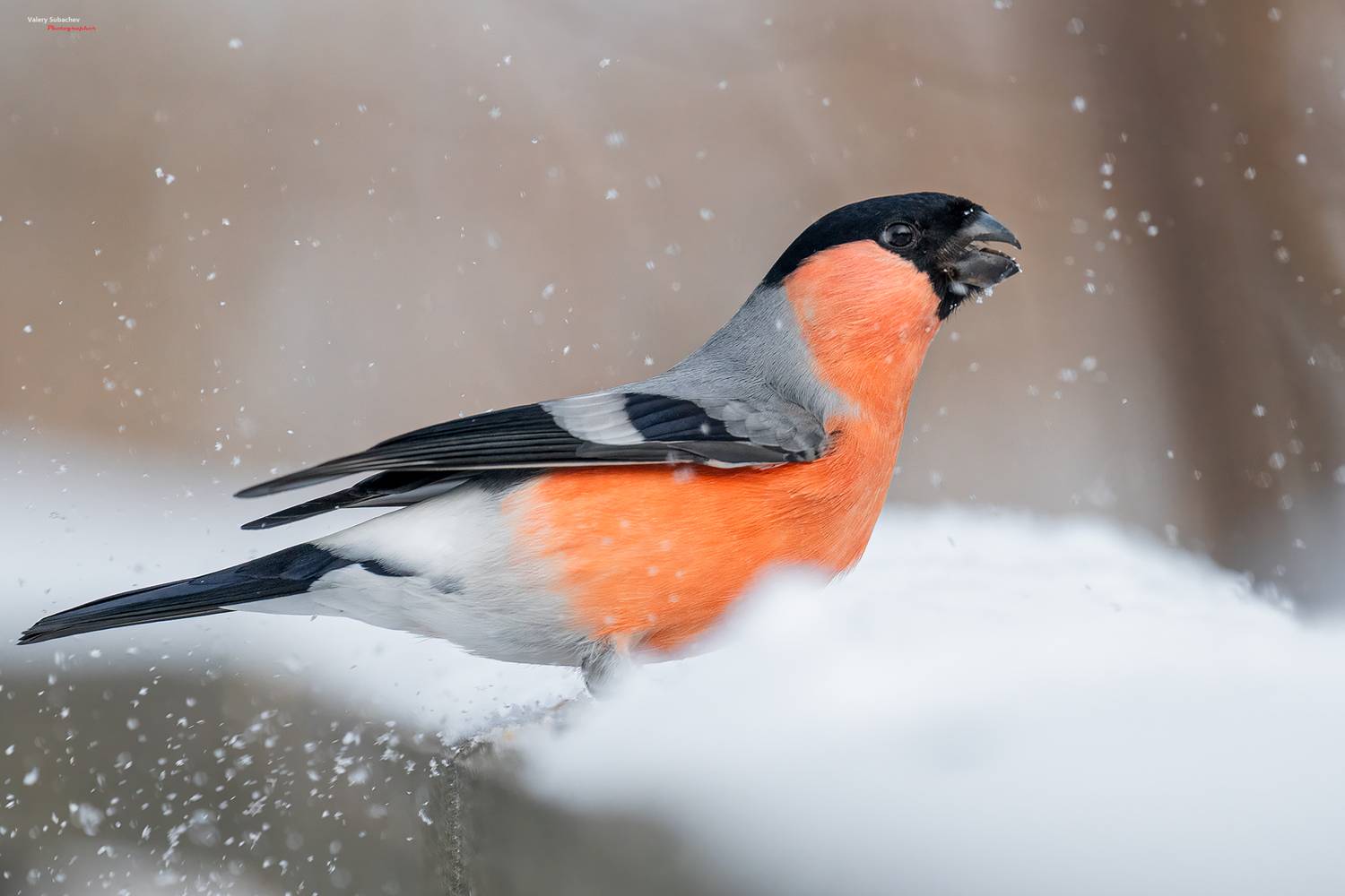 , Валерий Субачев