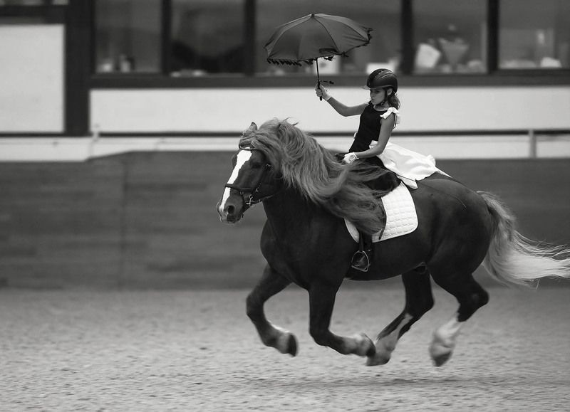 выступление, спорт, horse, competition, sport Зонтик в руке, ветер в гриве фото превью