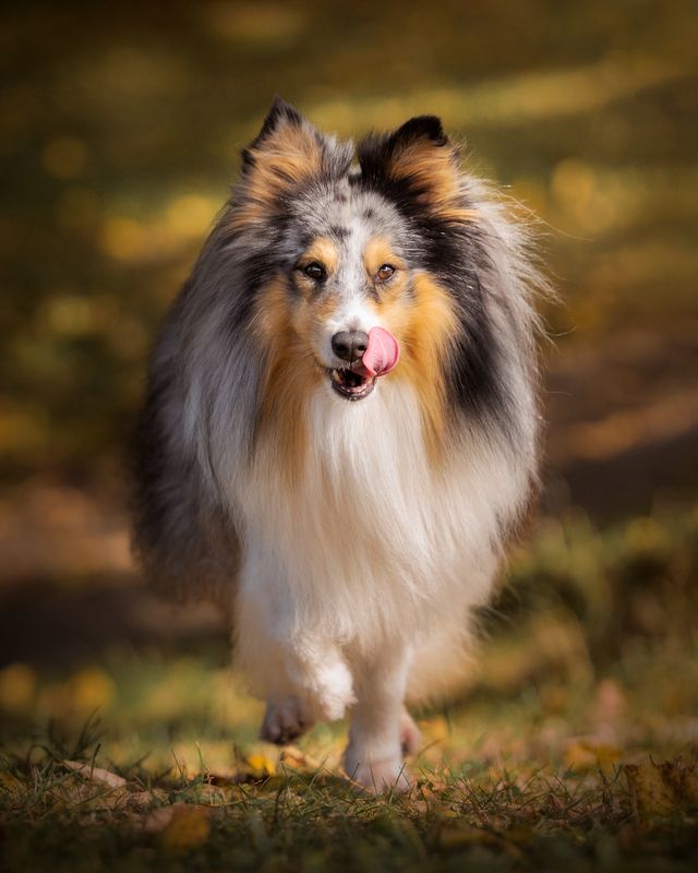 Zefir фото превью