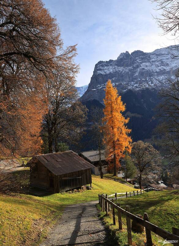 swiss Одинокая осень фото превью