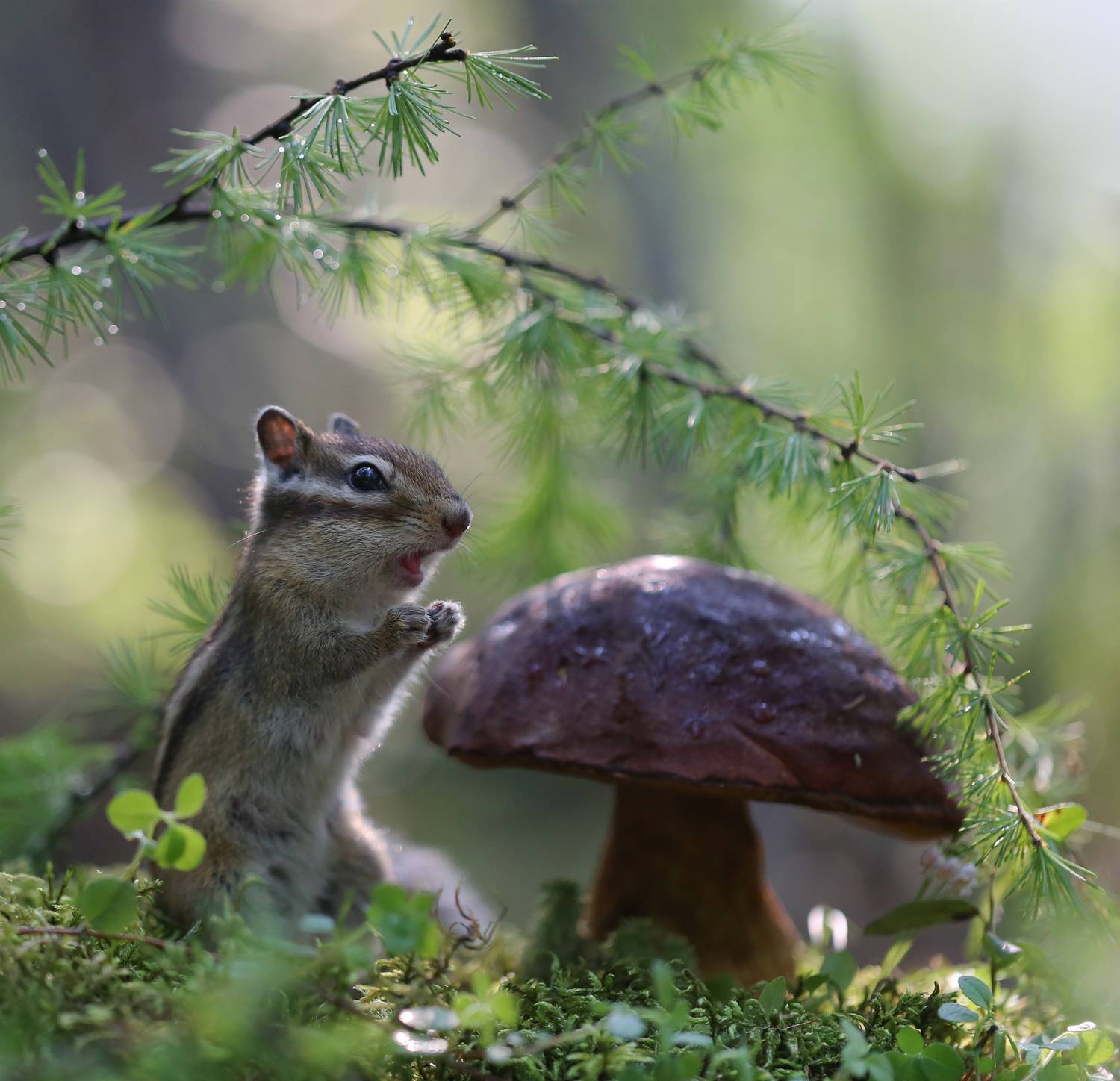 нерюнгри, бурундук, якутия, дикие_животные, женялевина, евгениялевина, животныеякутии, бурундукиибелкилевиной, Евгения Левина