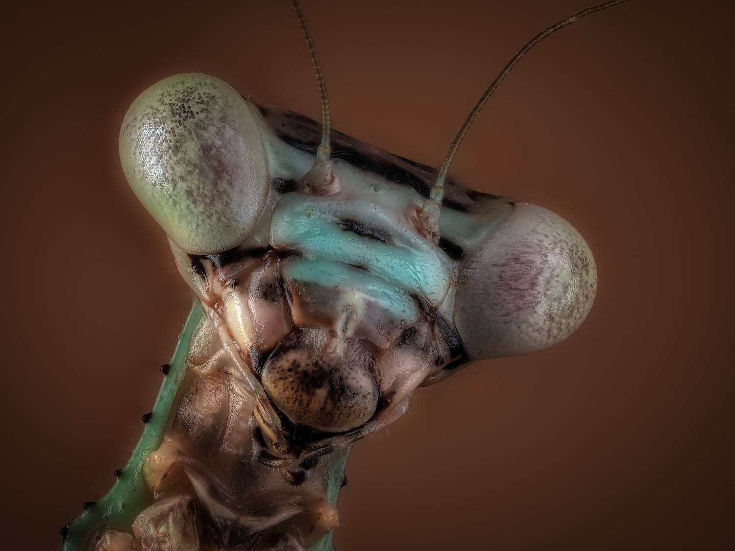 , Олег Савицкий