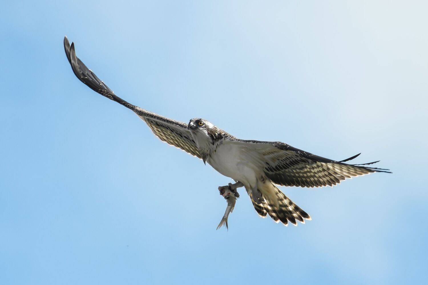 wildlife, birdwatching, nature, bird photography, птица, фотоохота, природа, скопа, Полина Шальнева