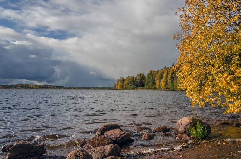 ленинградская область, кавголовское озеро, осень, природа *** фото превью