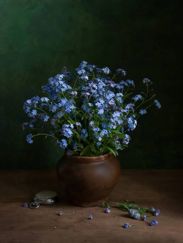 незабудки, цветы, весна *** фото превью