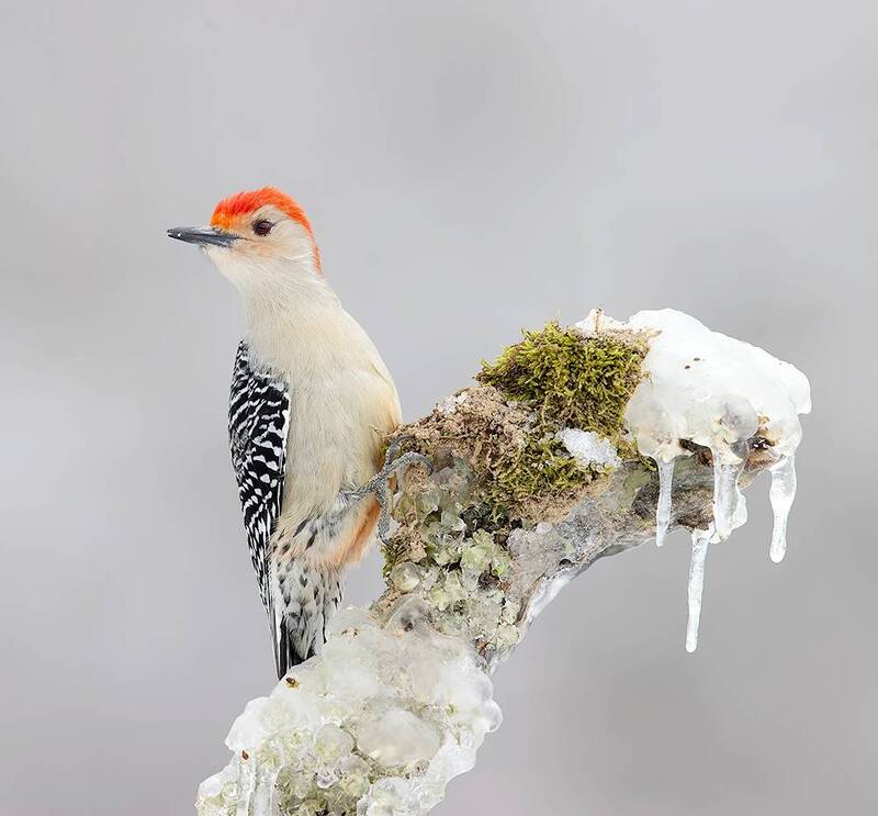 дятел, каролинский меланерпес, red-bellied woodpecker, woodpecker, зима, winter bird, птицы, snow, winter, cold Red-bellied Woodpecker, male -Каролинский меланерпес фото превью