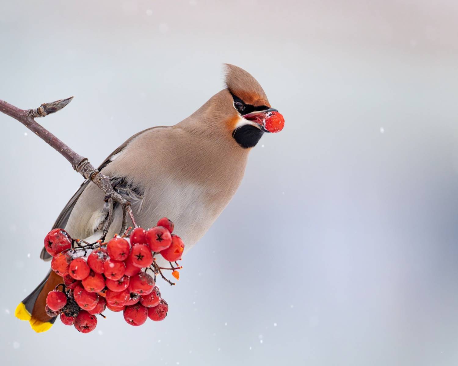 свиристель, рябина, птицы, Ruslan Pl