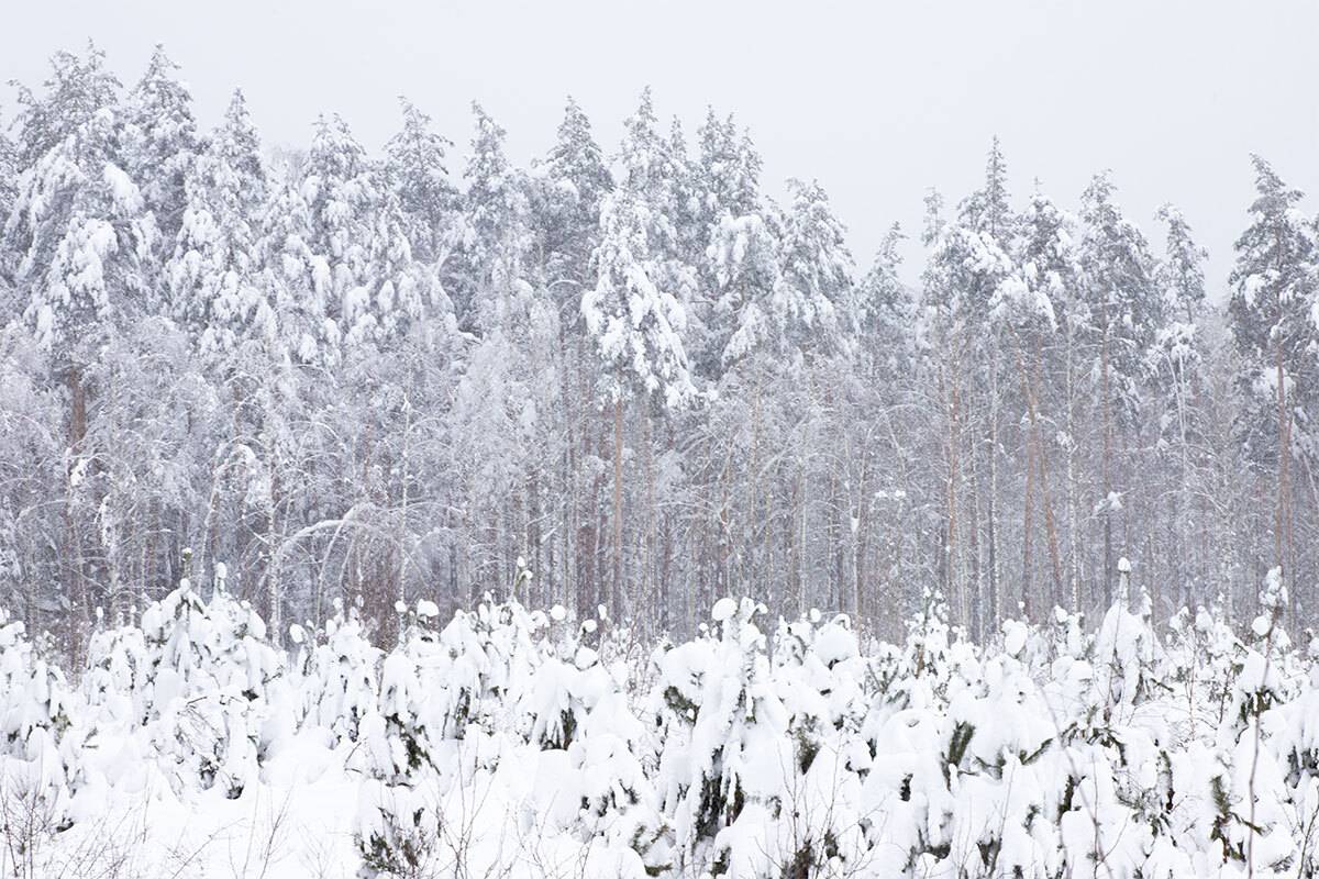 , Чудинин Дмитрий