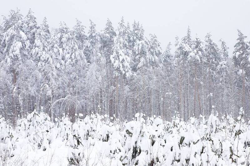 Зимняя сказка фото превью