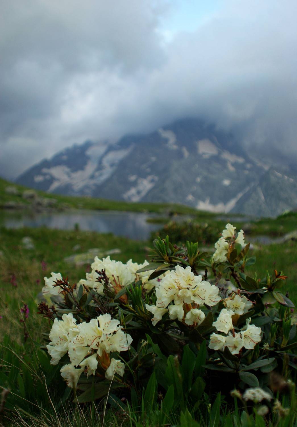 архыз, Андрей Любимов