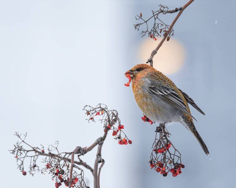 Ужин при Луне фото превью