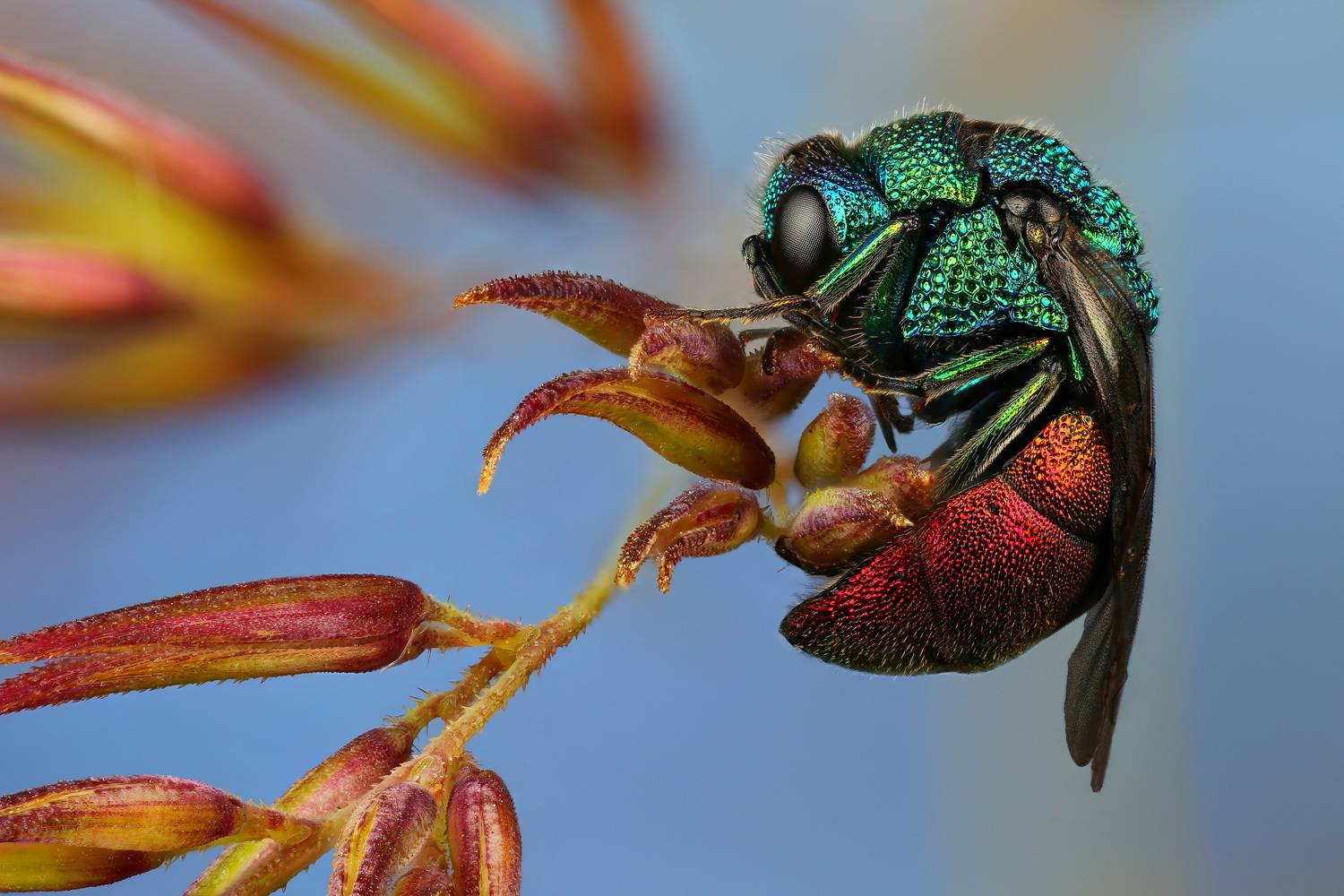макро, природа, животное, растение, цвет, фото, синий, оса, трава, Шаповалов Андрей