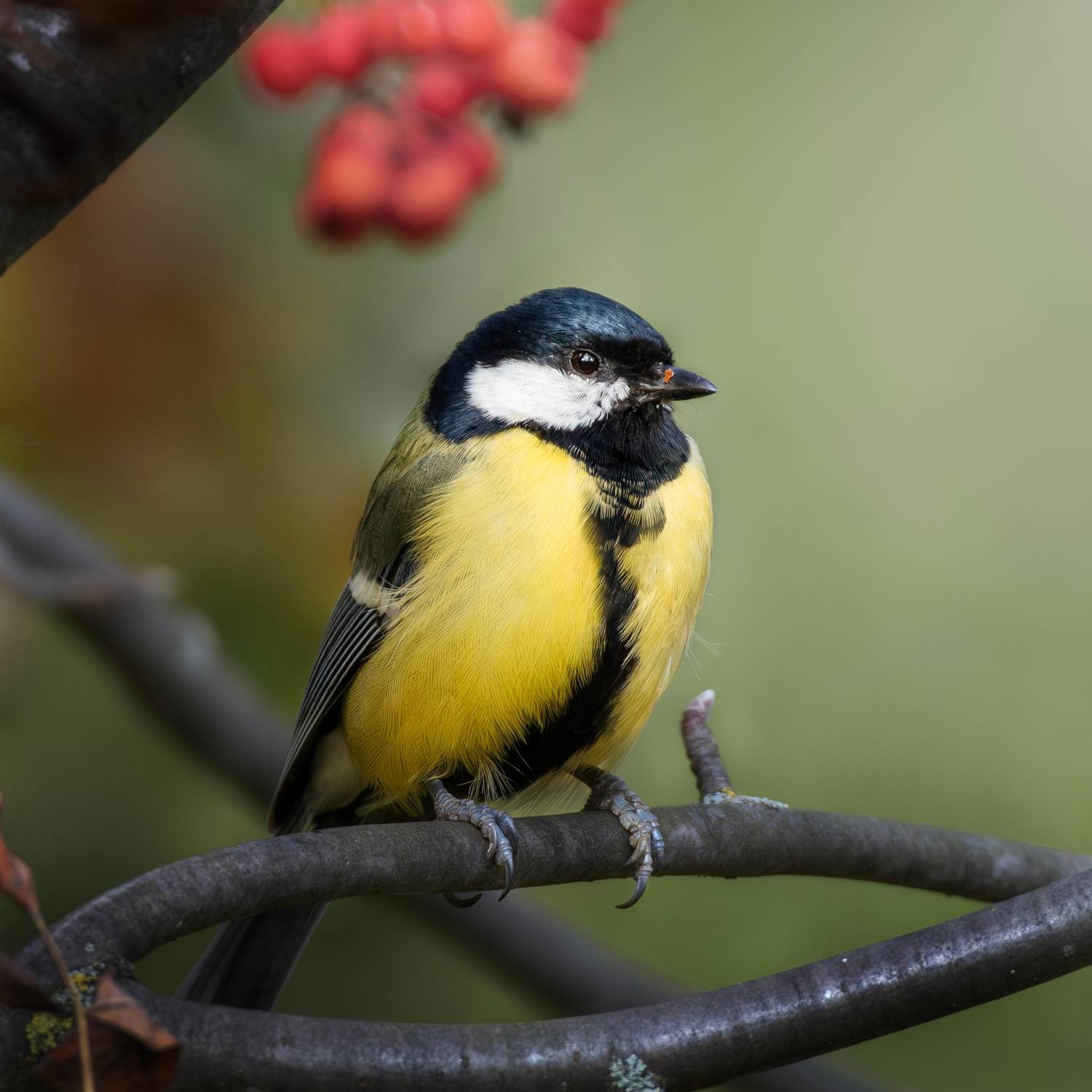 wildlife, birdwatching, nature, bird photography, птица, фотоохота, природа, большая синица, Полина Шальнева