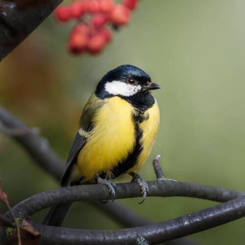 Большая синица