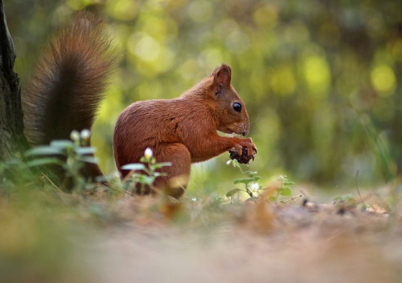 Белка *** фото превью