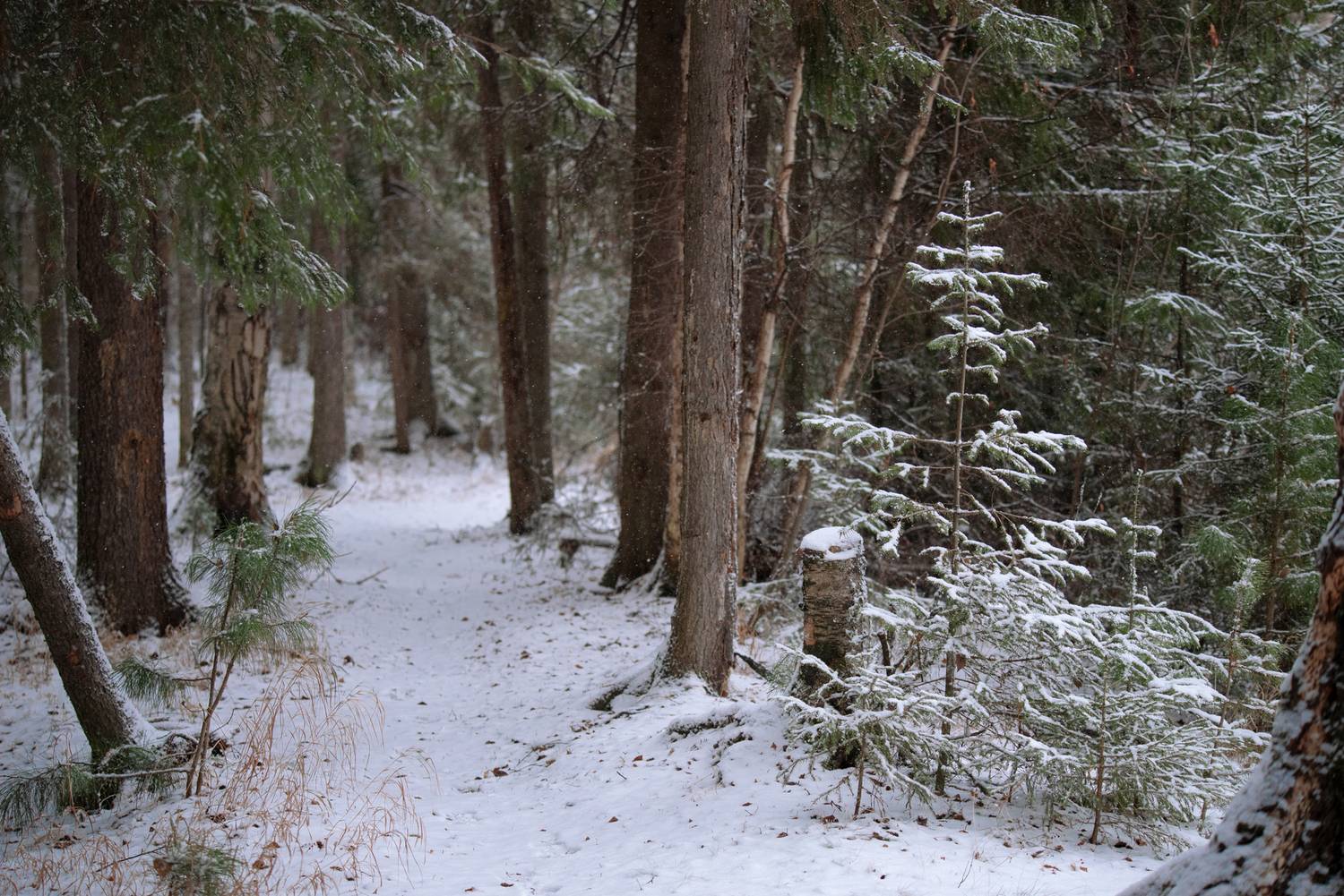 , Михаил Славный