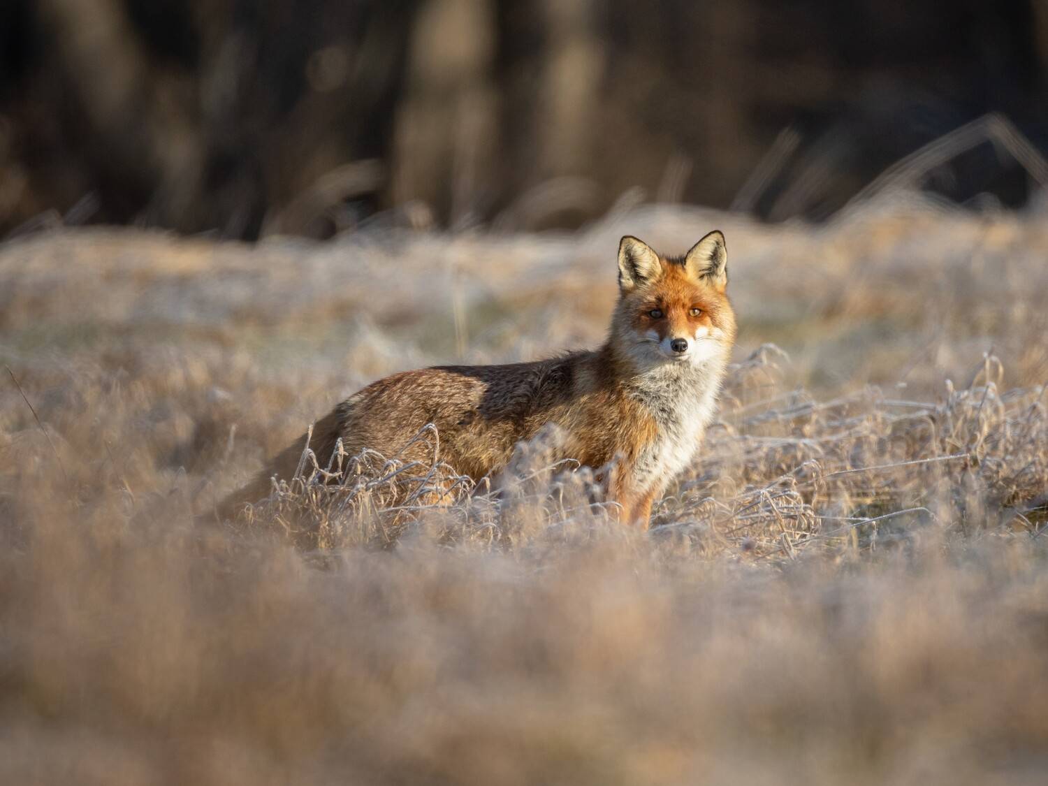 лис, лиса, Eduard Zhuravlev