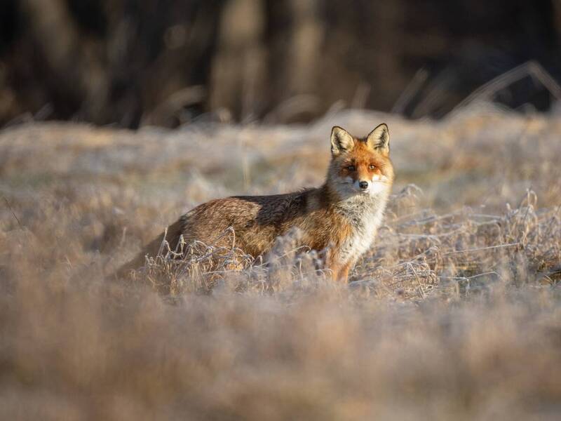 Мистер лис фото превью