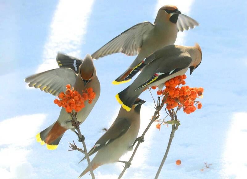 Остатки прежнего изобилия. фото превью