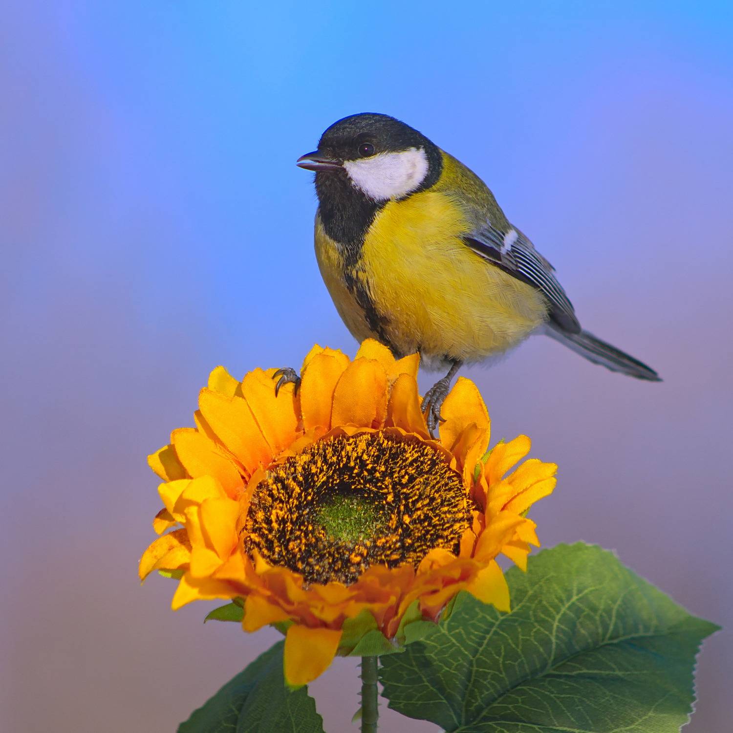 большая синица, parus major, sergey izoya