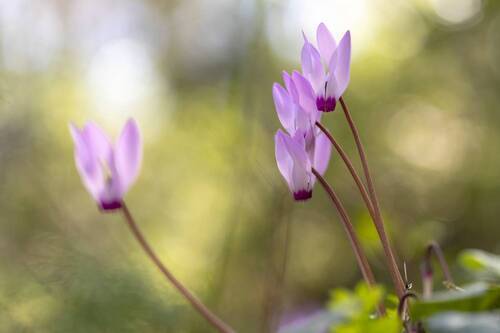 cyclamen flowers