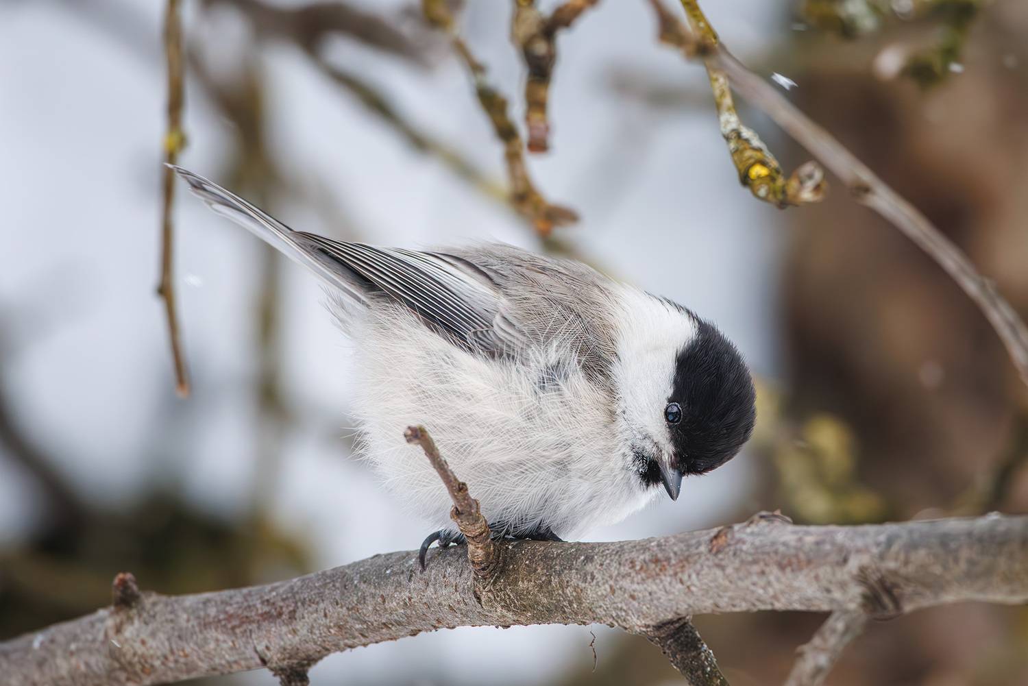 , Морозов Сергей