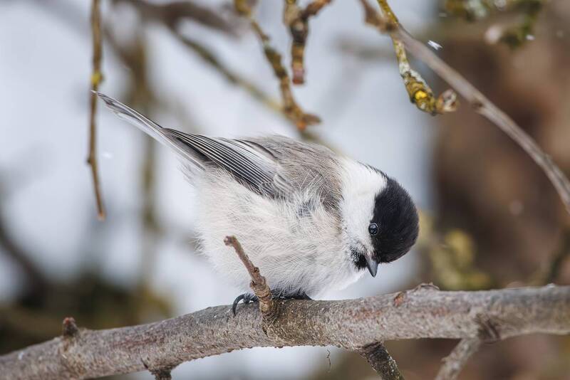 Пухляк фото превью