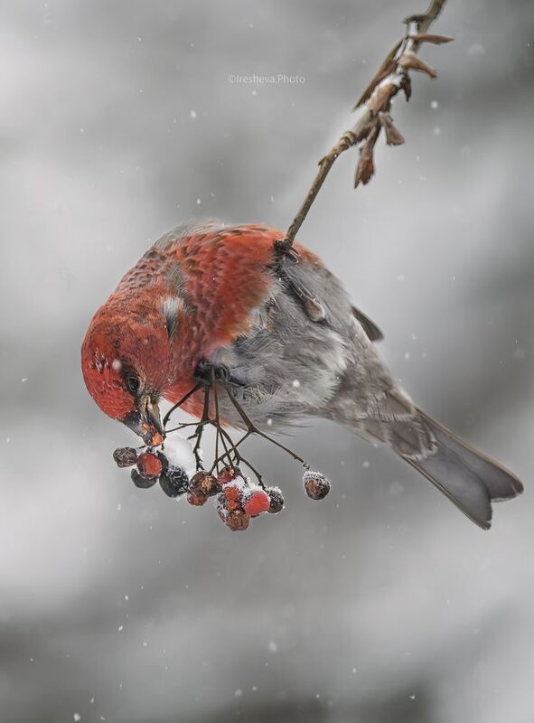 Щур, птица Обыкновенный щур фото превью