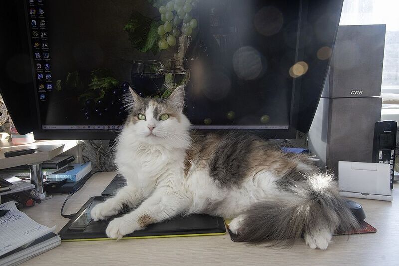 домашние животные, питомцы, кошки Пушистый контролер фото превью