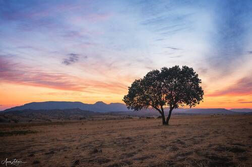 The Lonely Tree