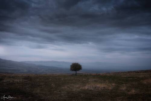 The Lonely Tree
