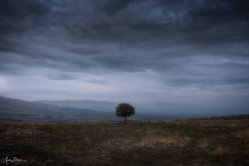 The Lonely Tree фото превью