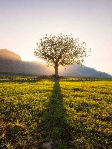 The Lonely Tree