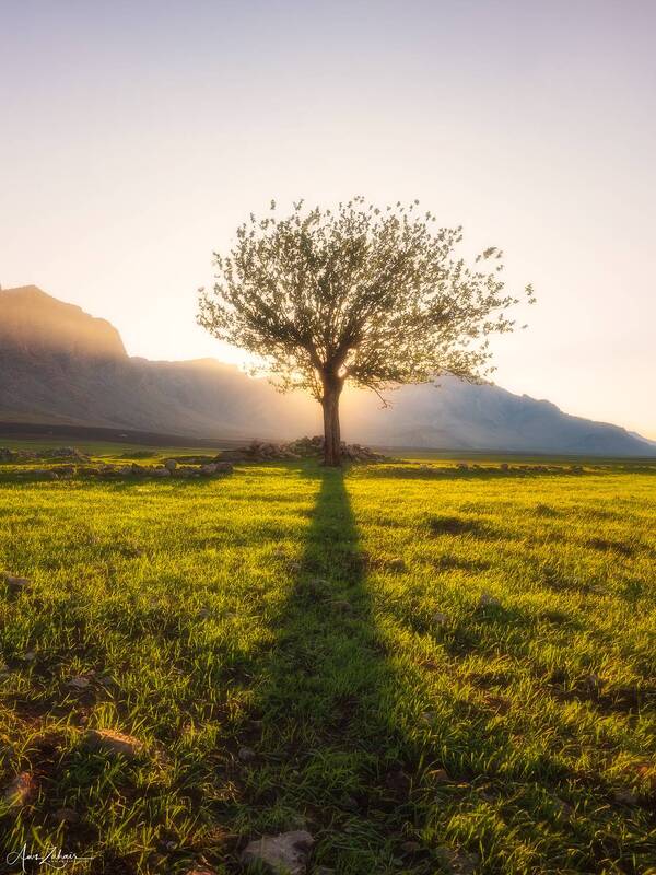 The Lonely Tree фото превью