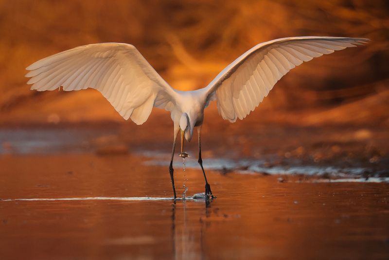 Heron  фото превью