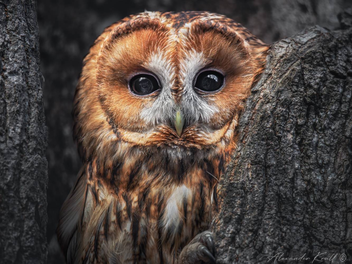 сова, неясыть, серая неясыть, обыкновенная неясыть, strix aluco, tawny owl, Круль Александр