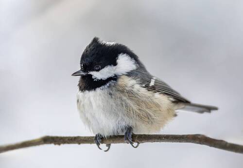 Московка, или чёрная синица(Periparus ater).