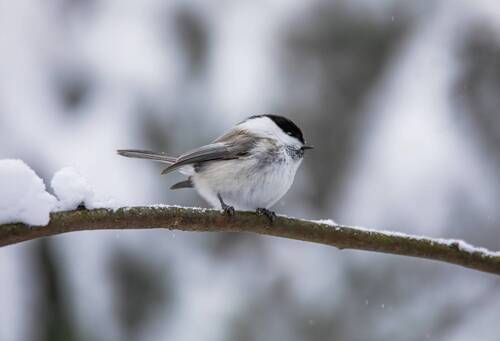 Буроголовая гаичка, или пухляк( Poecile montanus).