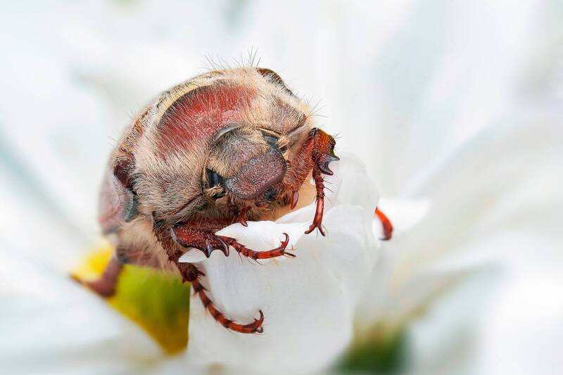 макросъёмка, макромир, макрофото, макросъемканасекомых, макро_насекомые, мирнасекомых, насекомые, жуки, бабочки, энтомология, природа, фауна, красотаприроды, фото_насекомых, фотоприроды, природавокруг, увеличение, ультрамакро, интересныенасекомые, подприц Майский жук фото превью