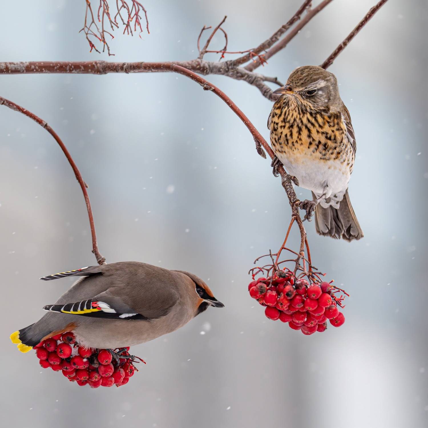свиристель, рябинник, дрозд, рябина, птицы, Ruslan Pl