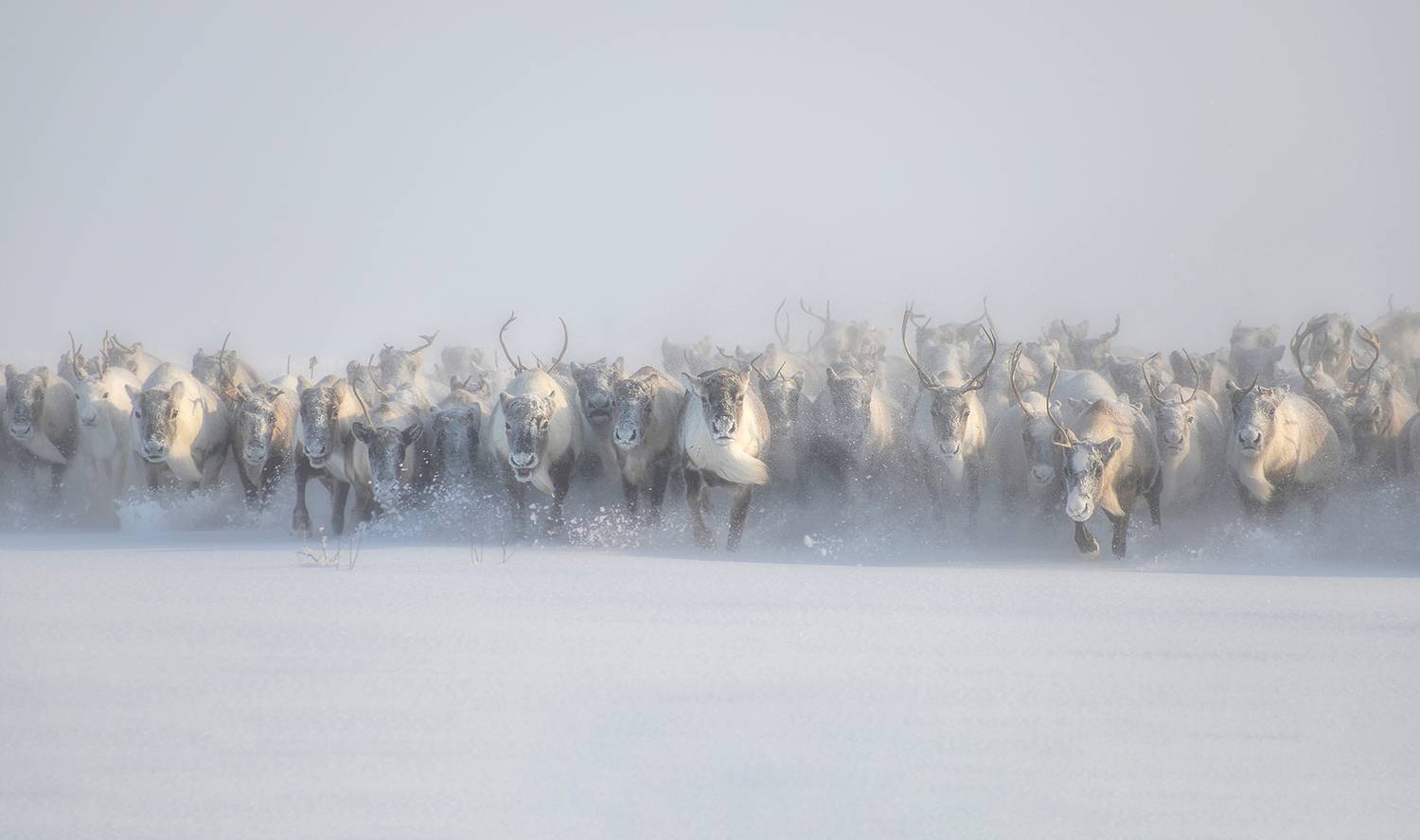 олени, ямал, стадо, движение, россия, север, арктика, тундра, снег, олень, Александр Чазов