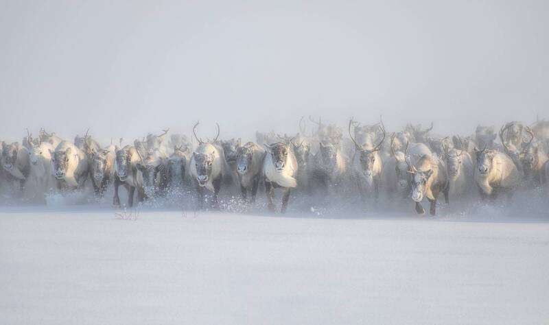 олени, ямал, стадо, движение, россия, север, арктика, тундра, снег, олень Бегущие в тумане фото превью
